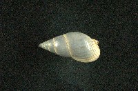 藏品(彈頭織紋螺)的圖片